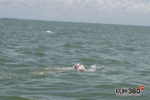 แม่โลมาแบกลูกตายแล้วขึ้นหลัง หวังพากลับบ้าน