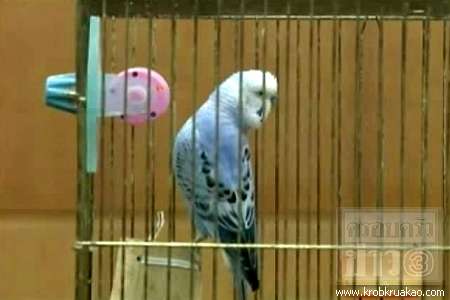 ปีโกะ - จัง