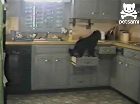 เผยคลิปตูบแสบ แอบเปิดลิ้นชักหาของกินในครัว