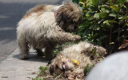 มะหมาเฝ้าศพคู่หูที่ถูกรถชนตาย