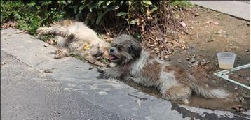 มะหมาเฝ้าศพคู่หูที่ถูกรถชนตาย