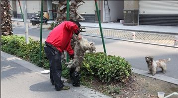 มะหมาเฝ้าศพคู่หูที่ถูกรถชนตาย