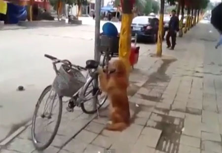 เจ้าตูบยืนเฝ้าจักรยานให้เจ้าของ