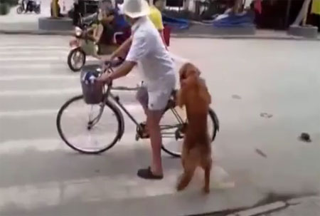 เจ้าตูบยืนเฝ้าจักรยานให้เจ้าของ