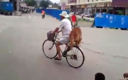 เจ้าตูบยืนเฝ้าจักรยานให้เจ้าของ