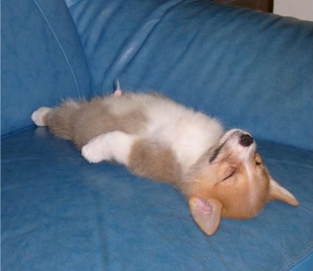 แอบดูท่านอนที่ไม่ธรรมดา ของบรรดาสัตว์โลกน่ารัก