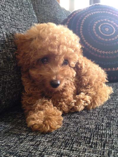 มะหมาหน้าเหมือนตุ๊กตาหมีเท็ดดี้แบร์ 