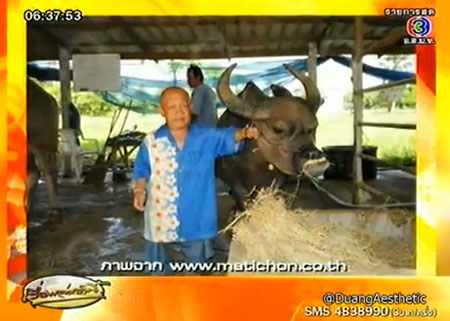 พบควายแคระแสนรู้ ยิ้ม และทำตามคำสั่งเจ้าของได้