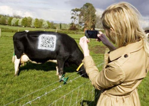 ติด QR code บนตัววัว เช็คข้อมูลได้ละเอียดยิบ