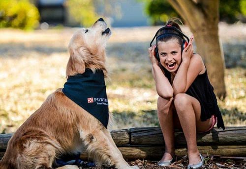 ตูบออสซี่เสียงเห่าทรงพลัง ดังเท่าคอนเสิร์ตร็อค 