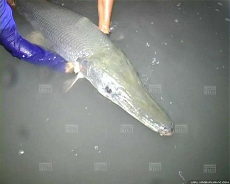 ปลาจระเข้