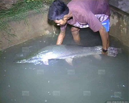 ปลาจระเข้