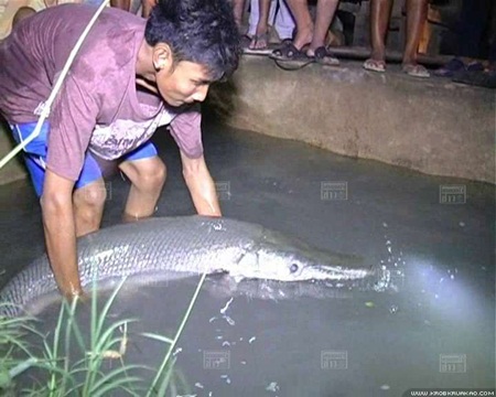 ปลาจระเข้