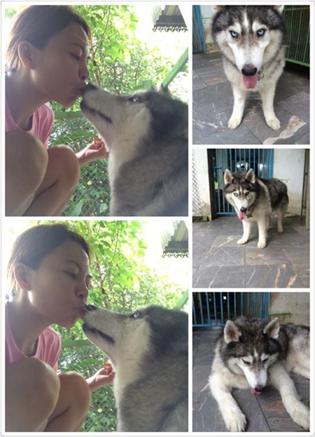 มาริโอ้ สุนัขไซบีเรียนถูกทิ้ง หลังผ่านไป 2 ปี