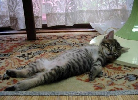 แอบดูท่านอนที่ไม่ธรรมดา ของบรรดาสัตว์โลกน่ารัก