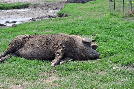 แอบดูท่านอนที่ไม่ธรรมดา ของบรรดาสัตว์โลกน่ารัก