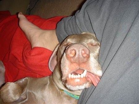 แอบดูท่านอนที่ไม่ธรรมดา ของบรรดาสัตว์โลกน่ารัก