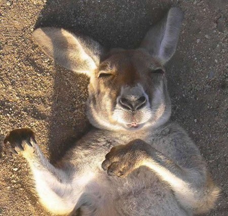 แอบดูท่านอนที่ไม่ธรรมดา ของบรรดาสัตว์โลกน่ารัก