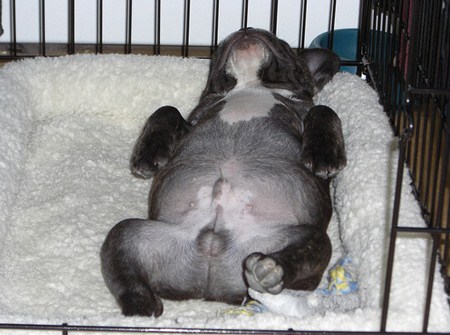 แอบดูท่านอนที่ไม่ธรรมดา ของบรรดาสัตว์โลกน่ารัก