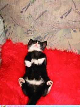 แอบดูท่านอนที่ไม่ธรรมดา ของบรรดาสัตว์โลกน่ารัก