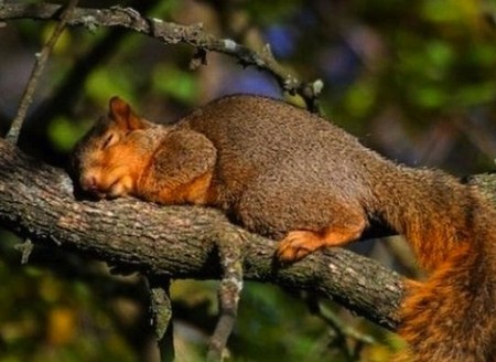 แอบดูท่านอนที่ไม่ธรรมดา ของบรรดาสัตว์โลกน่ารัก