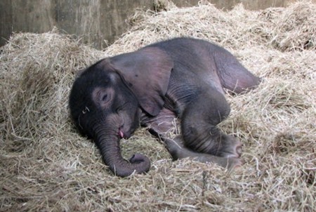 แอบดูท่านอนที่ไม่ธรรมดา ของบรรดาสัตว์โลกน่ารัก