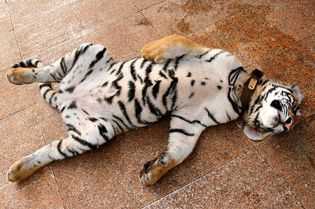 แอบดูท่านอนที่ไม่ธรรมดา ของบรรดาสัตว์โลกน่ารัก