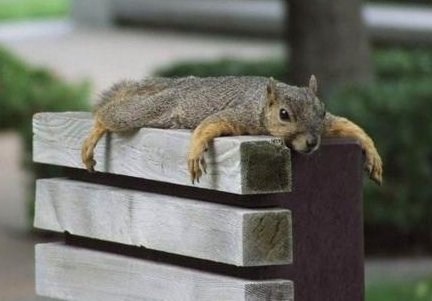 แอบดูท่านอนที่ไม่ธรรมดา ของบรรดาสัตว์โลกน่ารัก