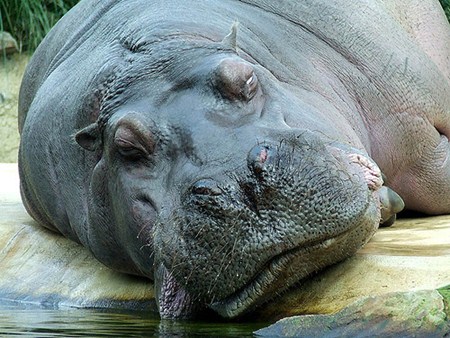 แอบดูท่านอนที่ไม่ธรรมดา ของบรรดาสัตว์โลกน่ารัก