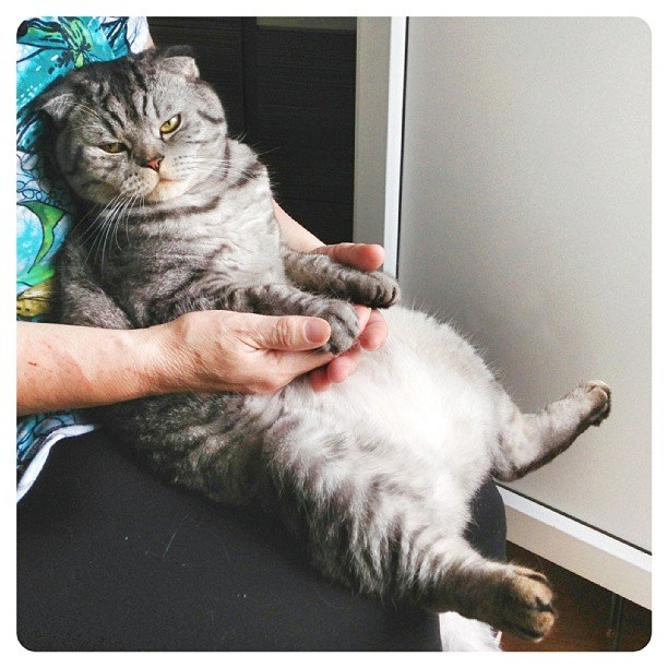 นิกิ แมวเซเลบ