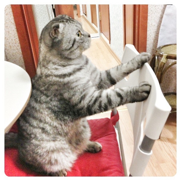 นิกิ แมวเซเลบ
