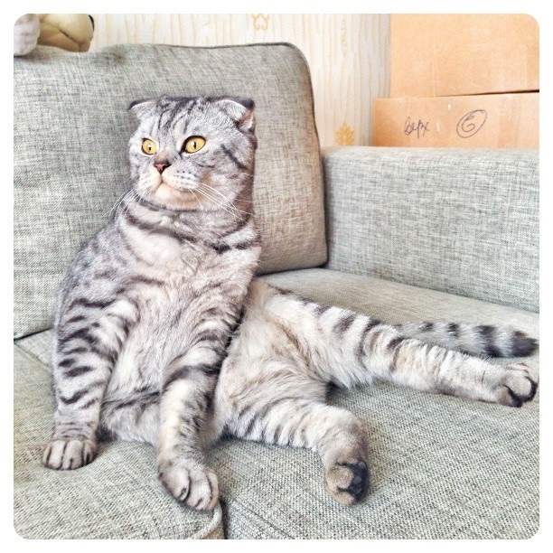นิกิ แมวเซเลบ
