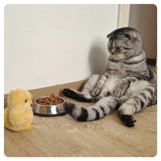 นิกิ แมวเซเลบ