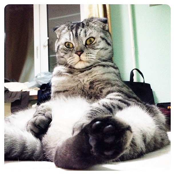 นิกิ แมวเซเลบ