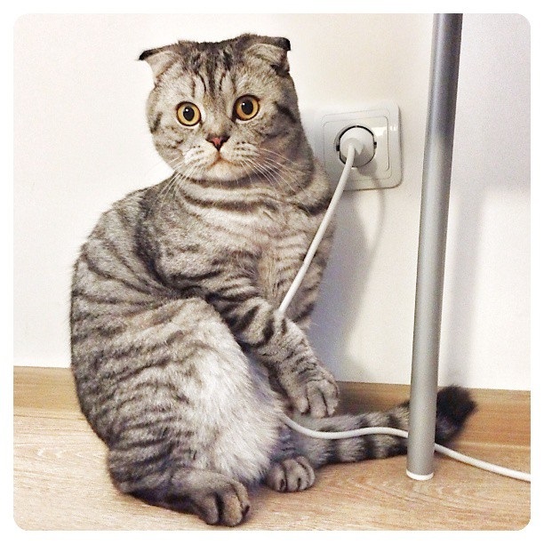 นิกิ แมวเซเลบ