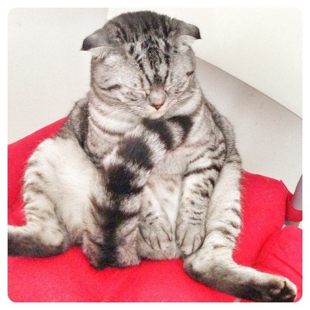 นิกิ แมวเซเลบ