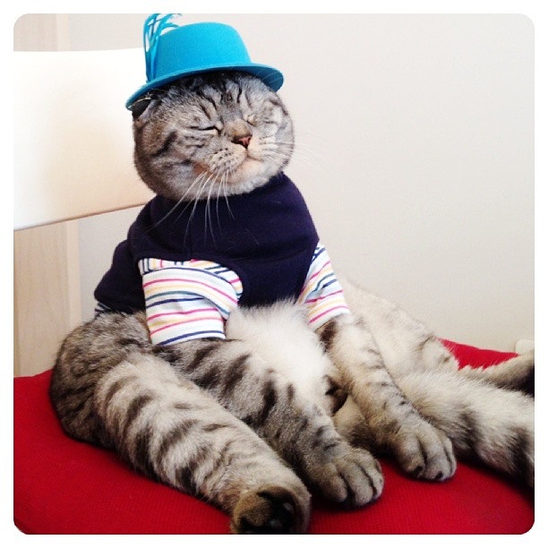 นิกิ แมวเซเลบ