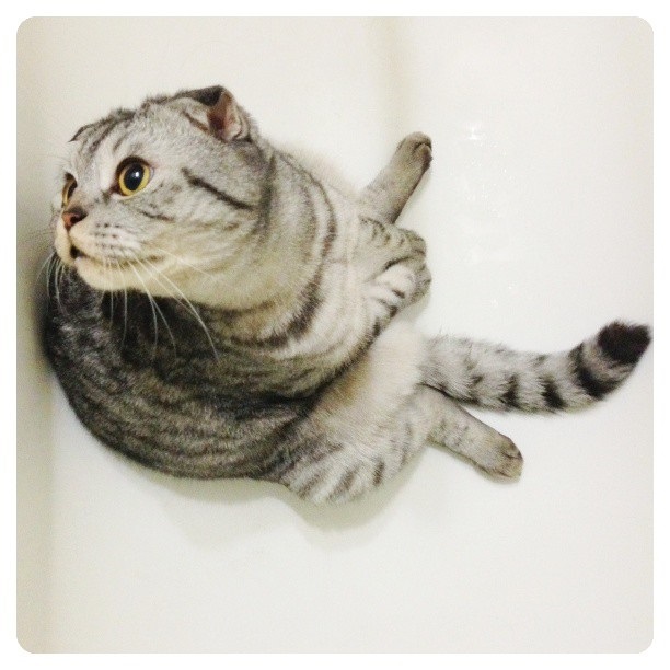 นิกิ แมวเซเลบ