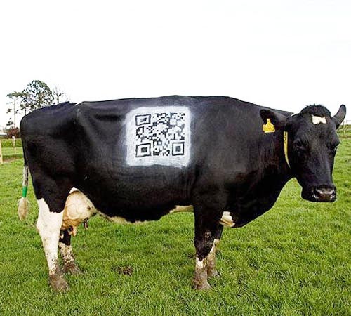 ติด QR code บนตัววัว เช็คข้อมูลได้ละเอียดยิบ
