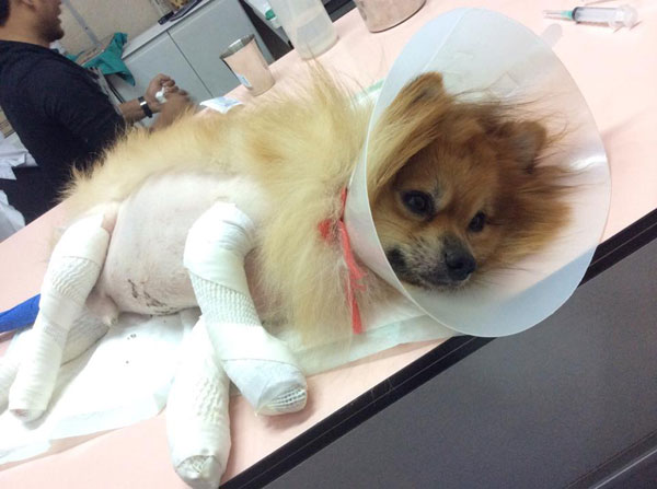 เจ้าของหมาปอม โพสต์แจงทุกประเด็นตั้งแต่วันเกิดเรื่อง ยันไม่ได้โกหก