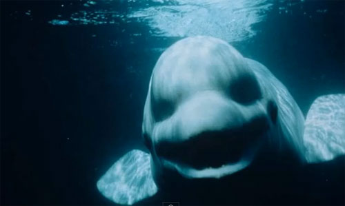 วาฬเบลูก้า