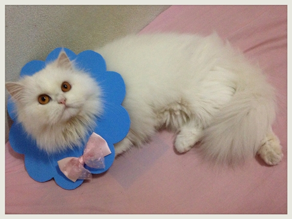 D.I.Y. คอลลาร์แฮนด์เมด ลำโพงกันเลียสำหรับน้องแมว
