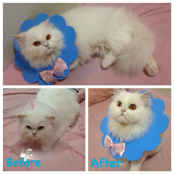 D.I.Y. คอลลาร์แฮนด์เมด ลำโพงกันเลียสำหรับน้องแมว