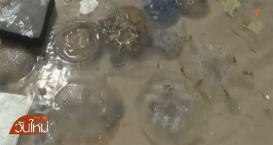 แมงกะพรุนจำนวนมากโผล่เกลื่อนชายหาดหัวหิน