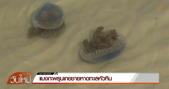 แมงกะพรุนจำนวนมากโผล่เกลื่อนชายหาดหัวหิน