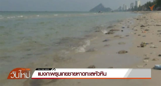 แมงกะพรุนจำนวนมากโผล่เกลื่อนชายหาดหัวหิน