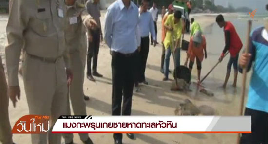 แมงกะพรุนจำนวนมากโผล่เกลื่อนชายหาดหัวหิน