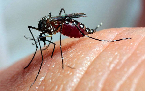 สหรัฐฯ เตรียมทดลองปล่อยยุง GMO ต้านไข้เลือดออก