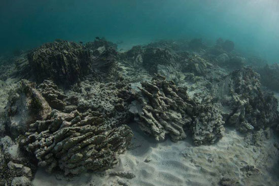 เกาะตาชัย ยังสวยงาม หัวหน้าอุทยานฯ โต้ข่าว แนวปะการังกำลังพินาศ