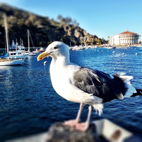 วิน ธาวิน